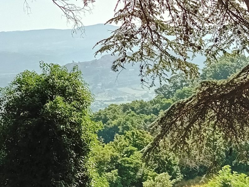 98a605ae-8729-4452-ac24-47a085e01345